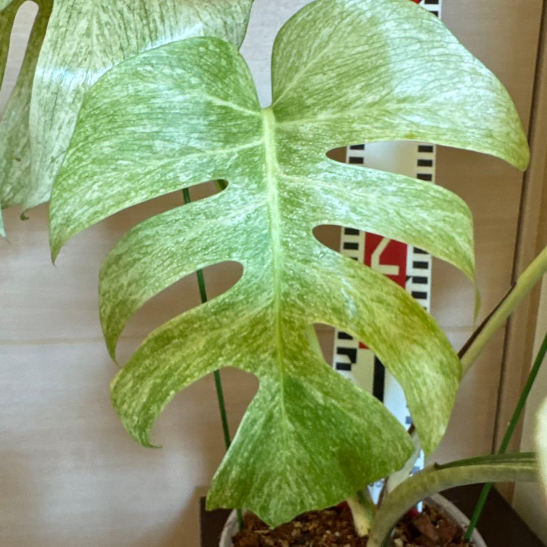 ＊＊モンステラ＊ミント＊フルミント＊