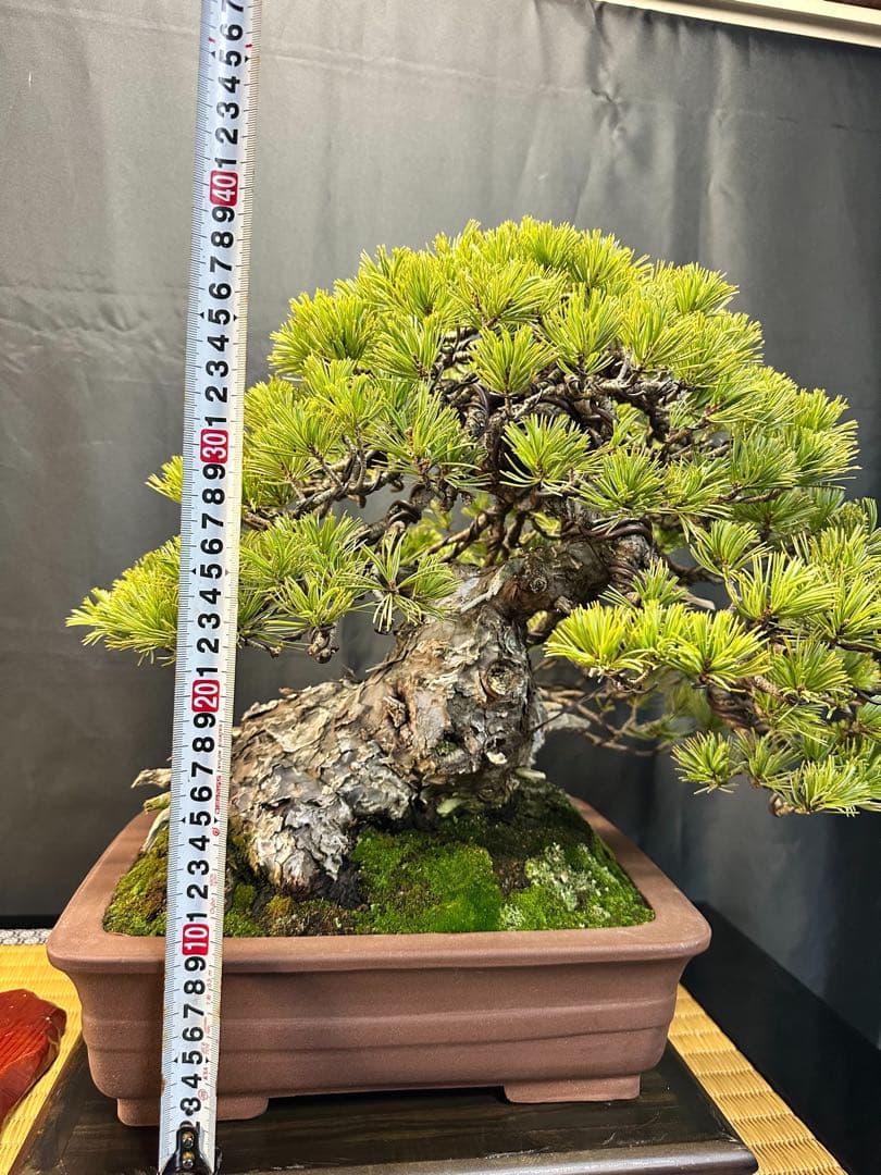 吾妻五葉松 山木(古木)