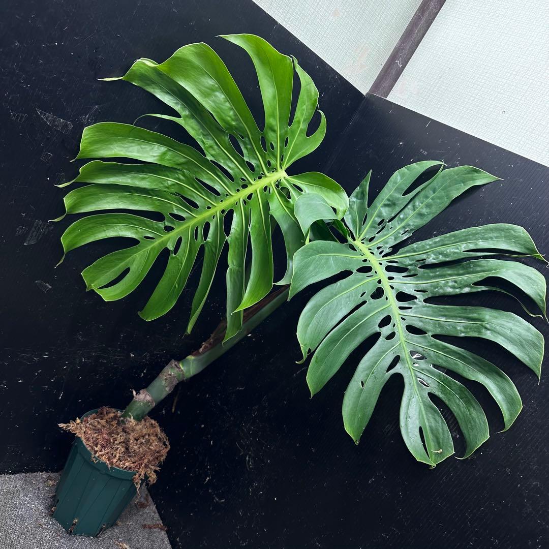 モンステラデリシオーサマクロコズム大型葉超希少系統鉢植え