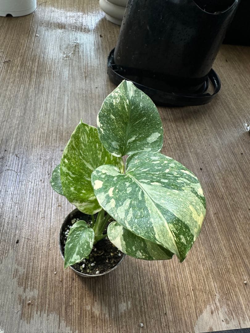 の*る様 モンステラ デリシオーサ クリームブリュレ TC株 順化済み