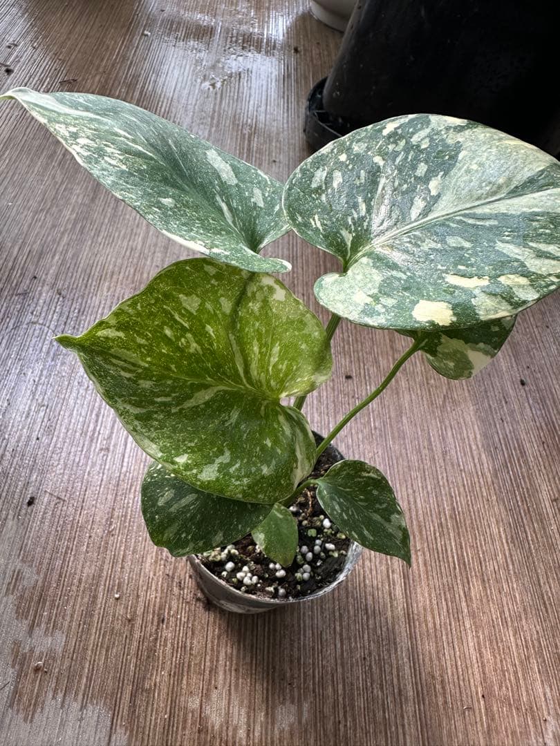 の*る様 モンステラ デリシオーサ クリームブリュレ TC株 順化済み