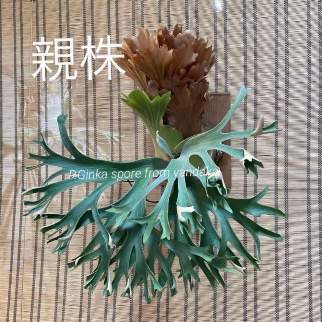 ビカクシダ P.fsq Ginka pup