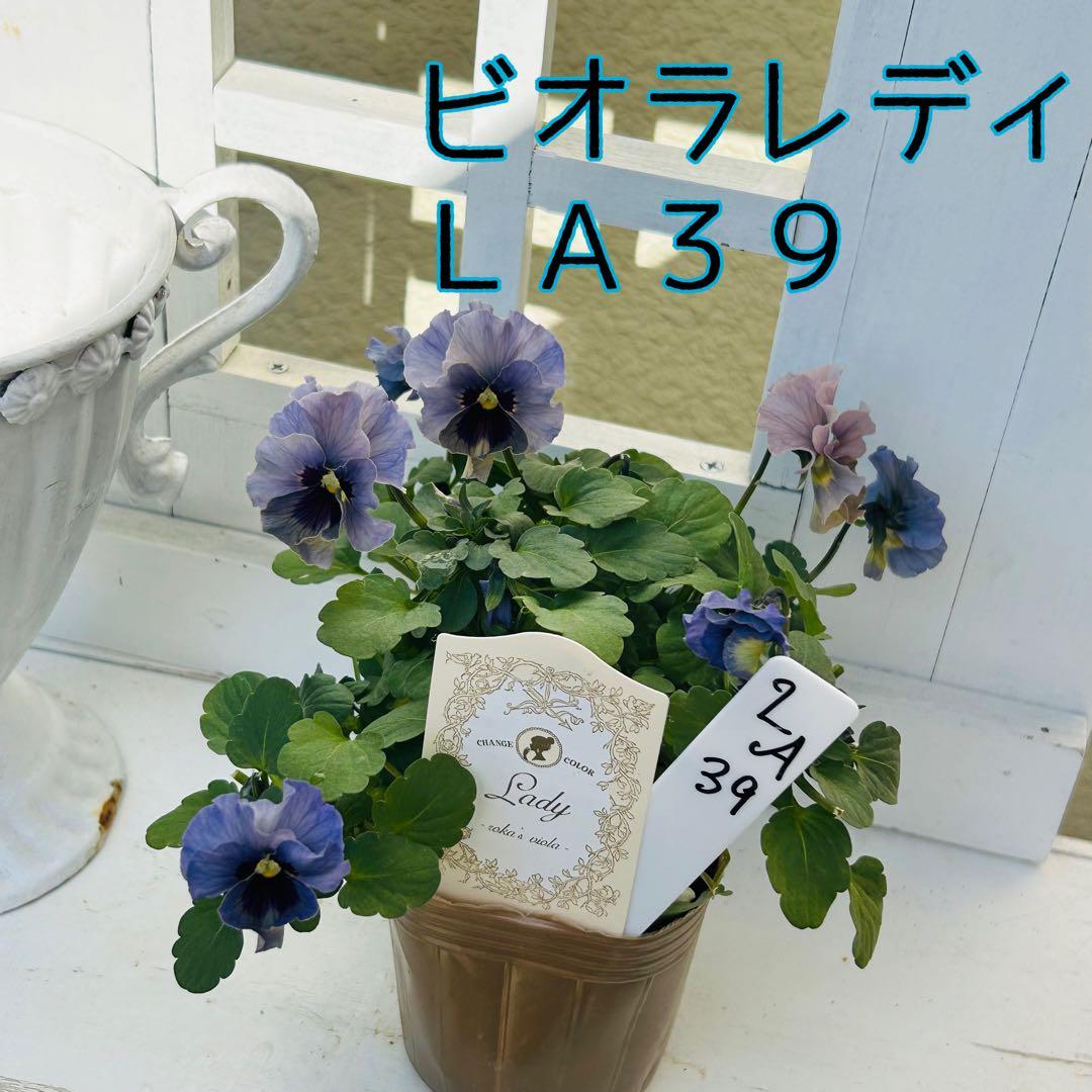 うさうささま　ＬＡ３９♥石川園芸　ビオラレディ♥人気品種♥ポットごと発送♥..