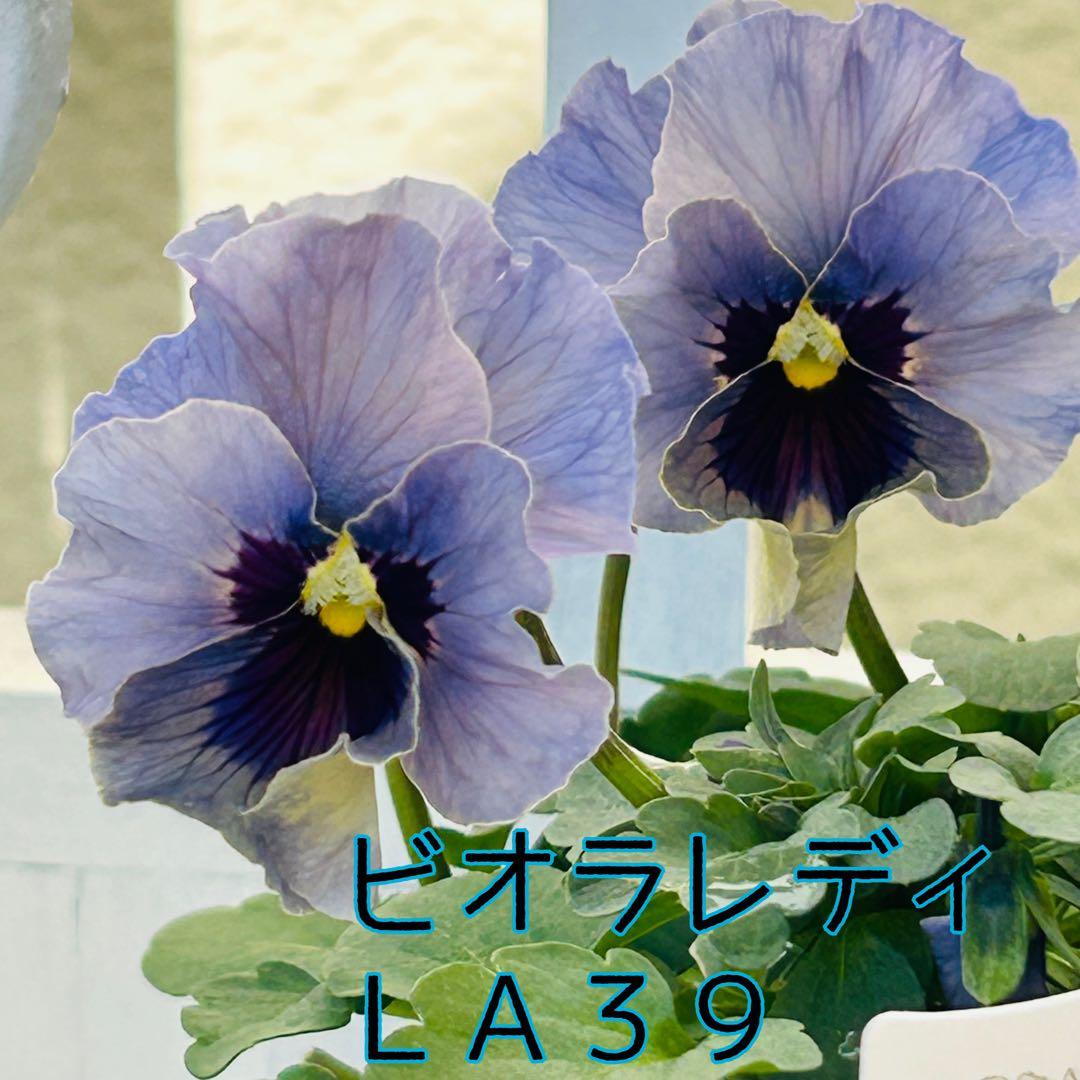 うさうささま　ＬＡ３９♥石川園芸　ビオラレディ♥人気品種♥ポットごと発送♥..