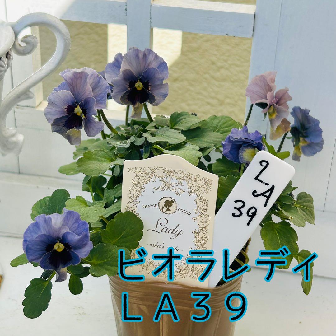 うさうささま　ＬＡ３９♥石川園芸　ビオラレディ♥人気品種♥ポットごと発送♥..