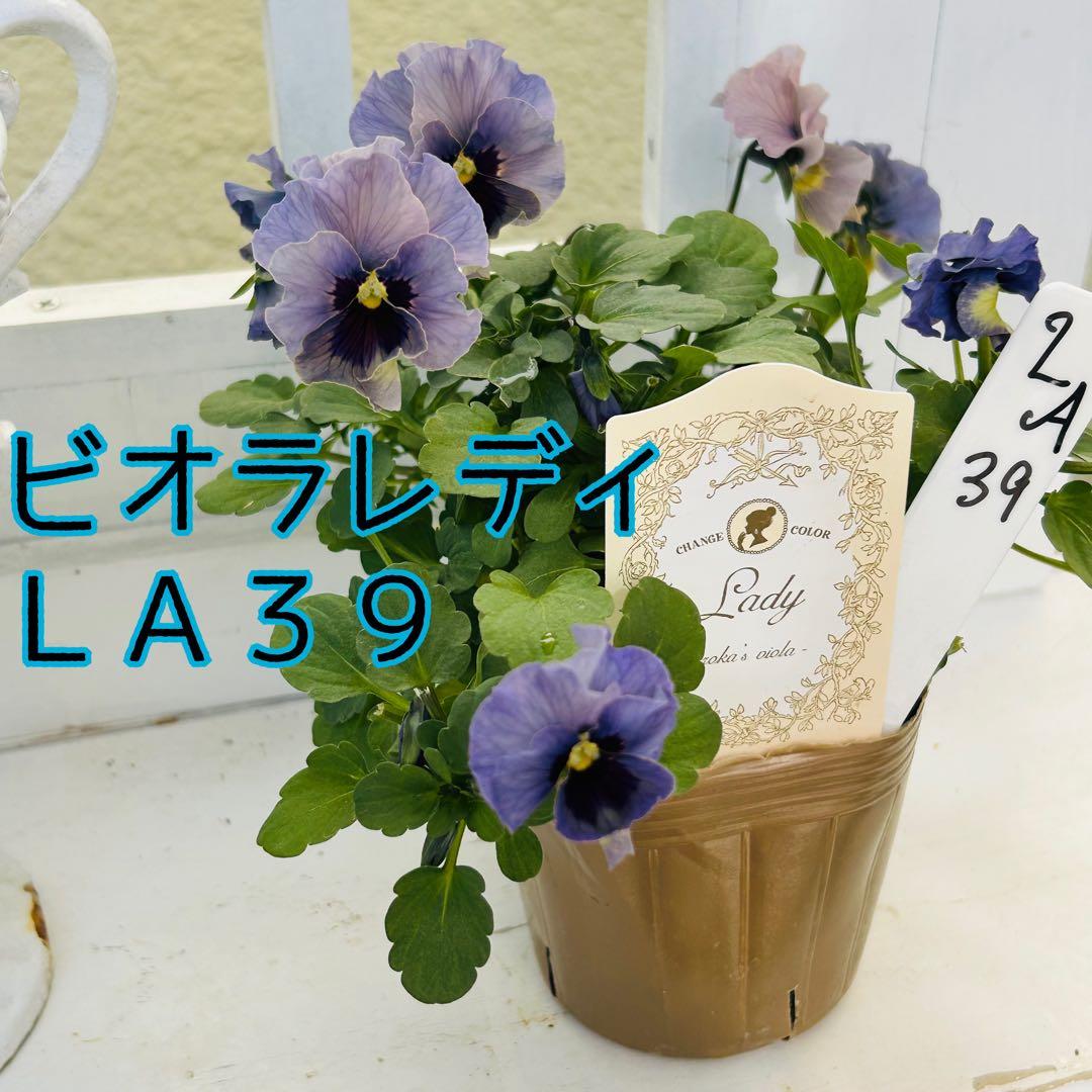 うさうささま　ＬＡ３９♥石川園芸　ビオラレディ♥人気品種♥ポットごと発送♥..