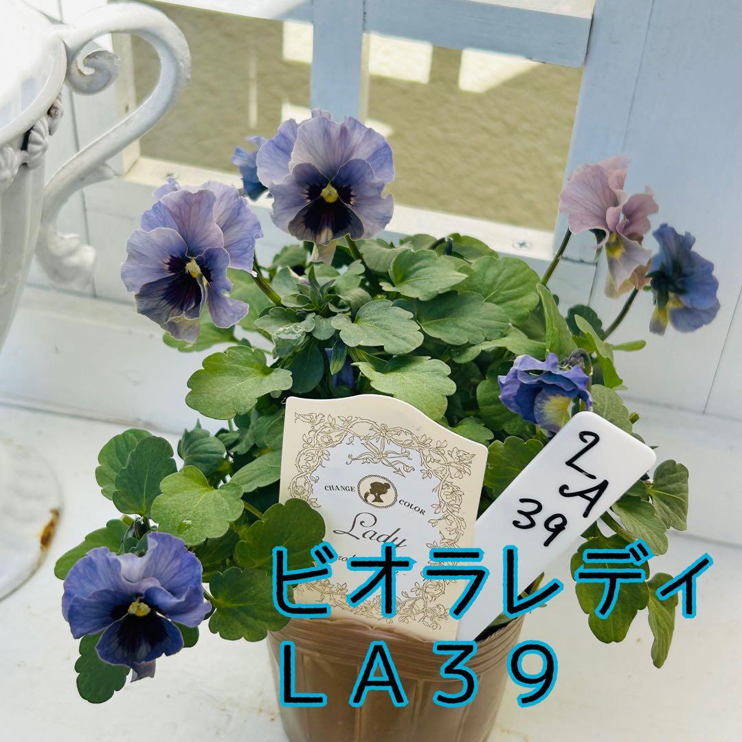 うさうささま　ＬＡ３９♥石川園芸　ビオラレディ♥人気品種♥ポットごと発送♥..