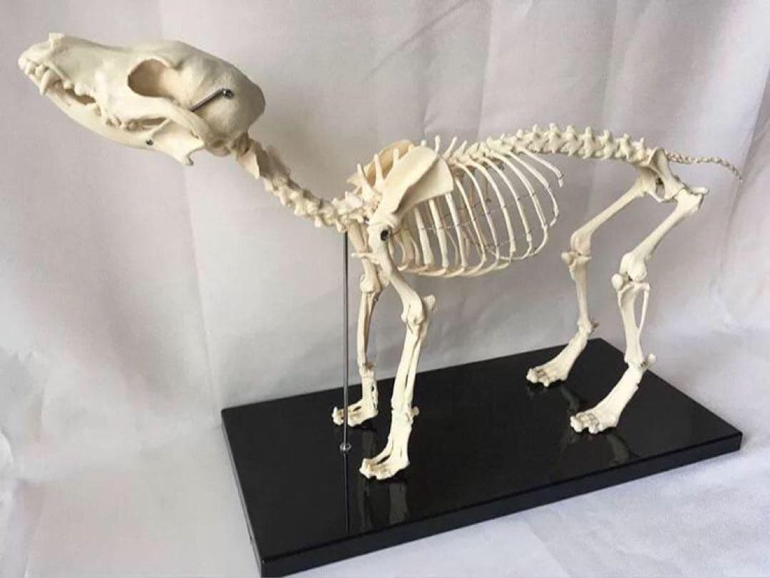 犬の骨格模型 解剖学標本 学習用犬骨格 獣医師やペットケアに最適