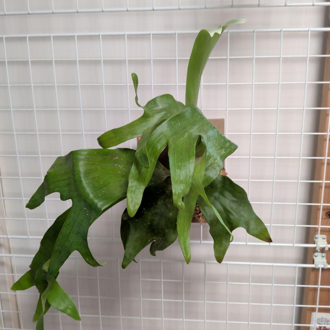 【2株半額・3株目無料】ビカクシダ P. Fujiin 白い胞子葉