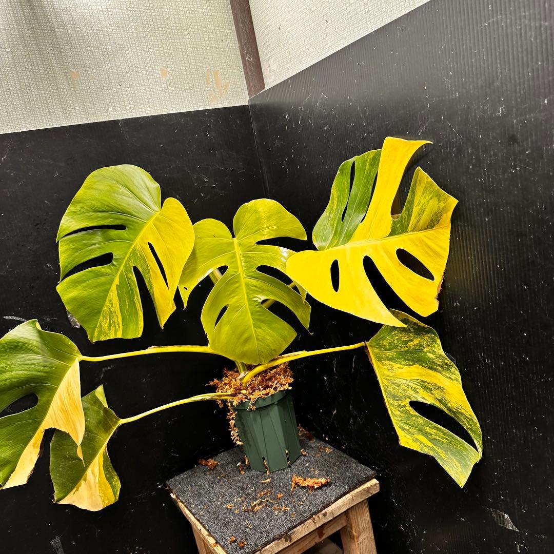 け*ん様 斑入りモンステラボルシギアナオーレア黄斑4号鉢植え幅74cm発根済み安