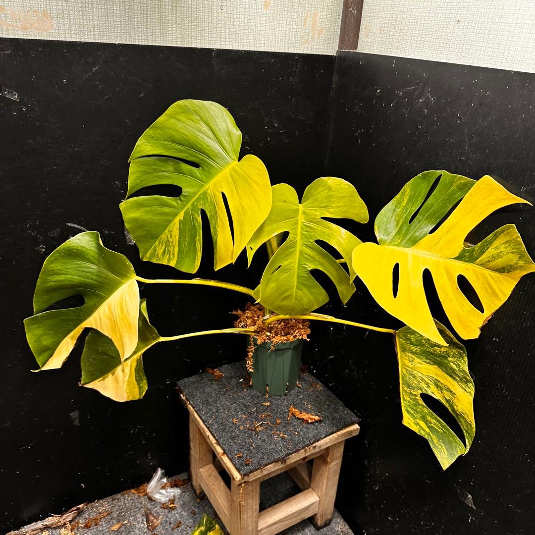 け*ん様 斑入りモンステラボルシギアナオーレア黄斑4号鉢植え幅74cm発根済み安