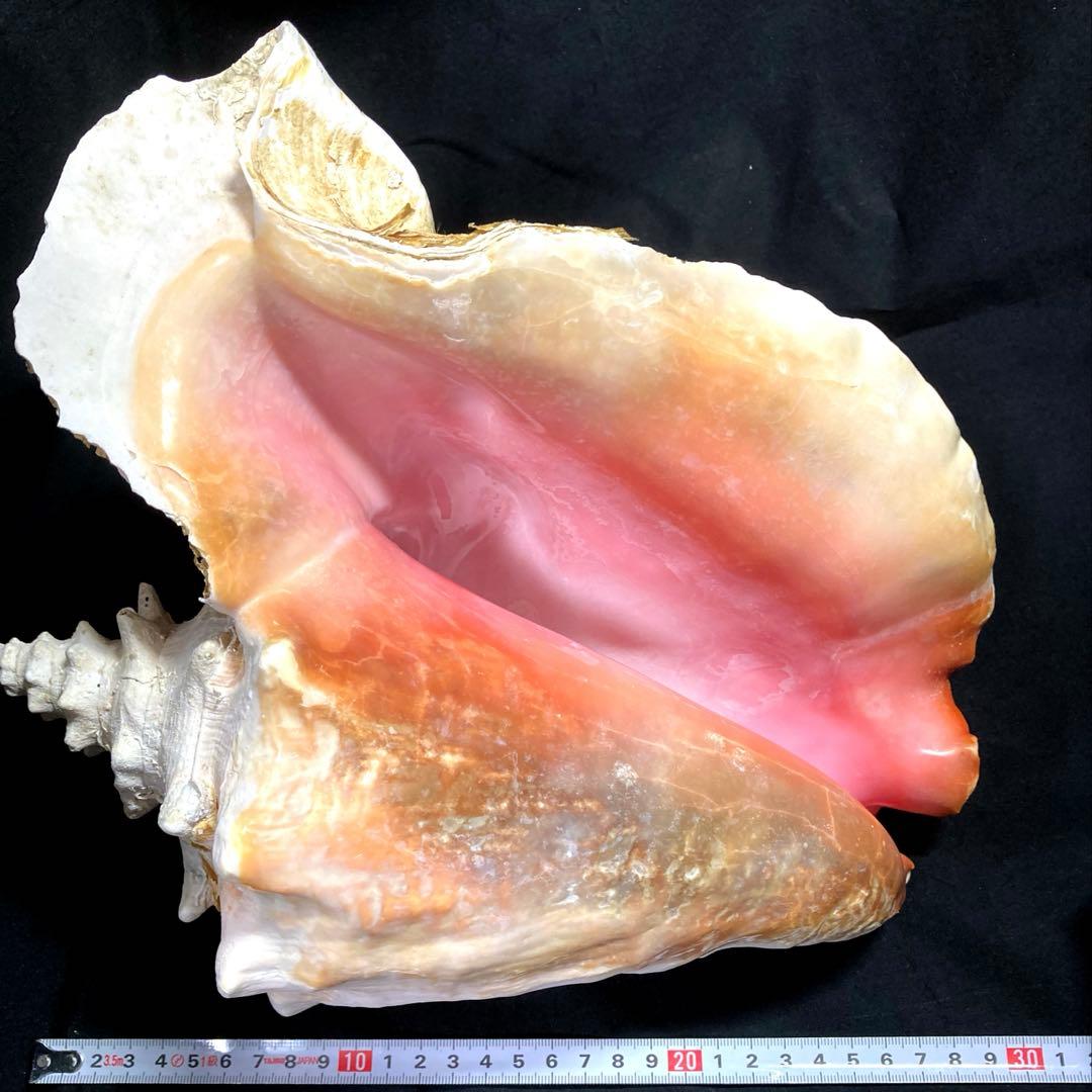 超特大　コンク貝、ピンク貝 (カリブ海産　特大サイズ　約30cm、2344g)