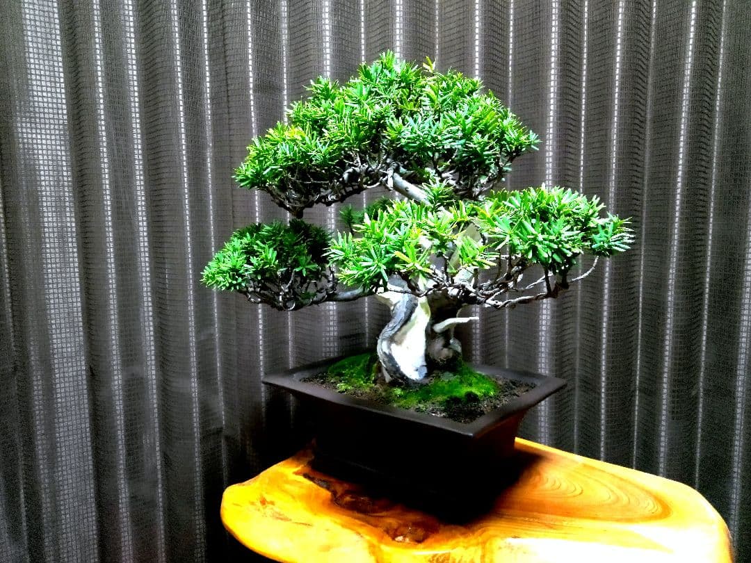 【貴風(30㎝)　一位盆栽】　　　⭕展示会仕様❗真柏…