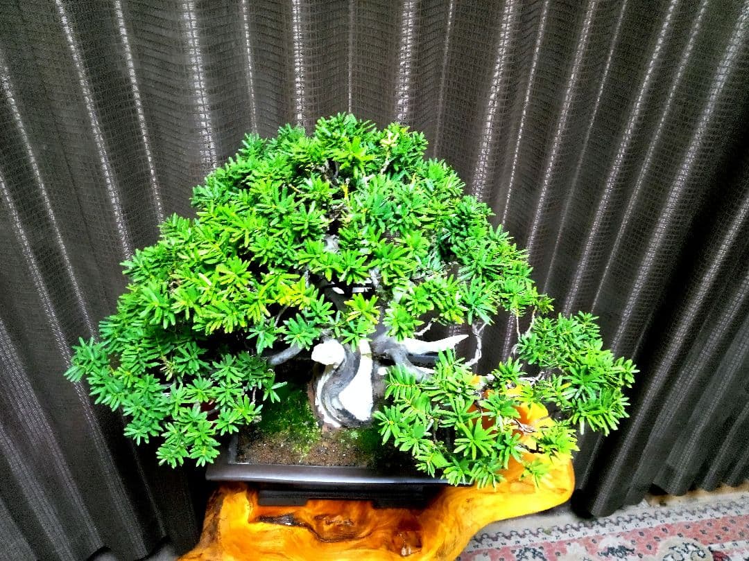 【貴風(30㎝)　一位盆栽】　　　⭕展示会仕様❗真柏…