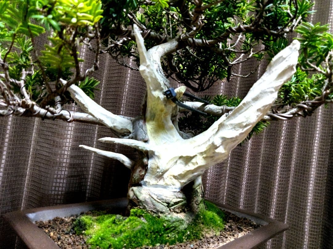 【貴風(30㎝)　一位盆栽】　　　⭕展示会仕様❗真柏…