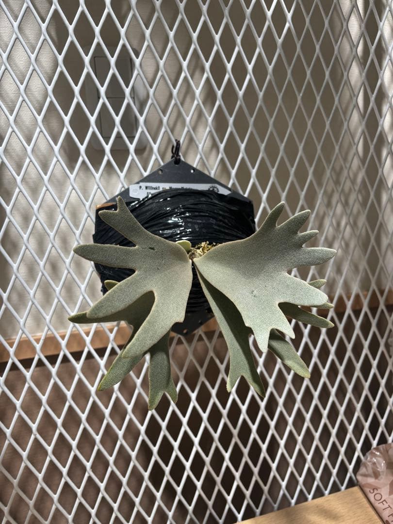 ビカクシダ P. WillInckll cv. Mogor Mutate