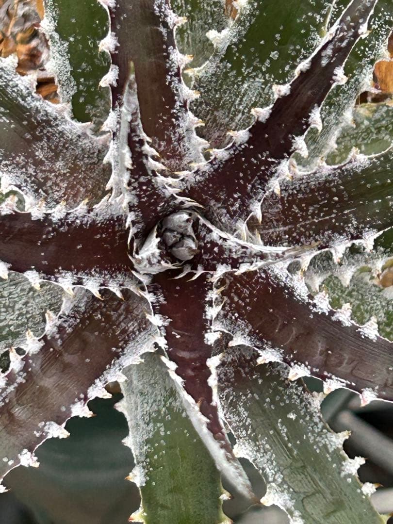 群生 DBディッキア Dyckia Bill Baker hyb #109