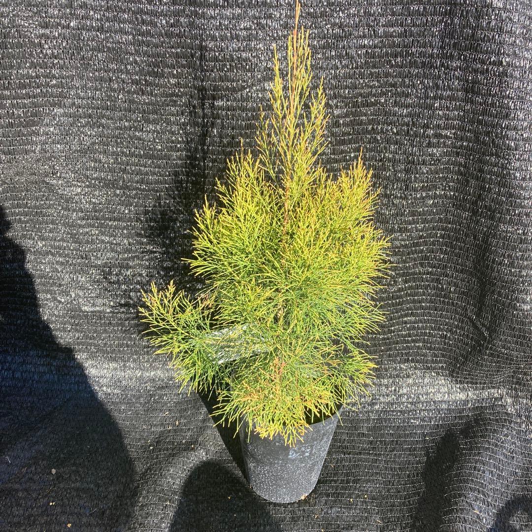 ②*ஐレア種！茶色い実もなる*ஐ【ディーンツリー・パインブラウンシュガー 】５号