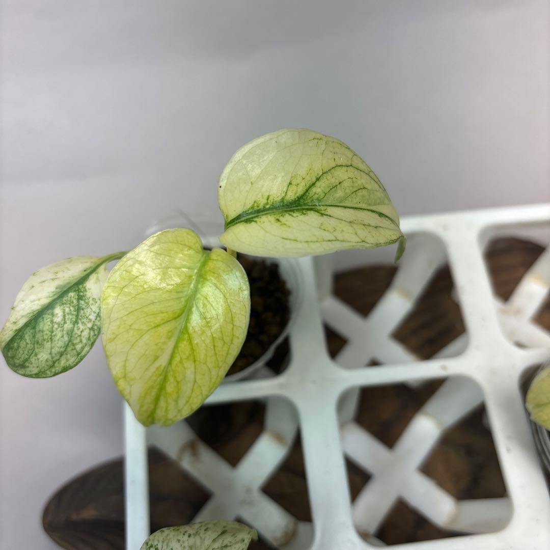 ち*え様 5株セットms33【特別選抜】ホワイトモンスター／天津蘭 モンステラ斑