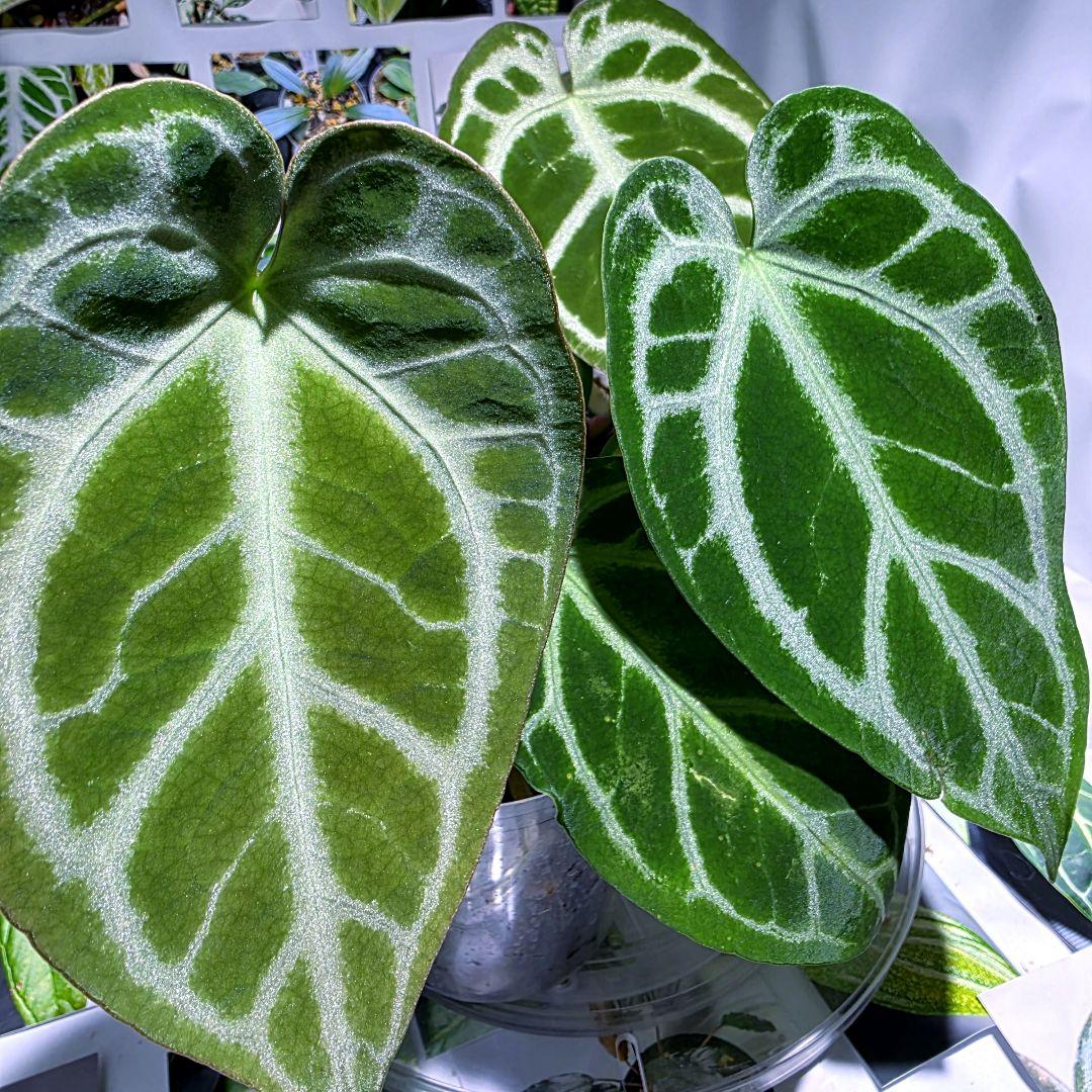 熱帯植物　アンスリウム　SKG シルバー　超ラメ脈