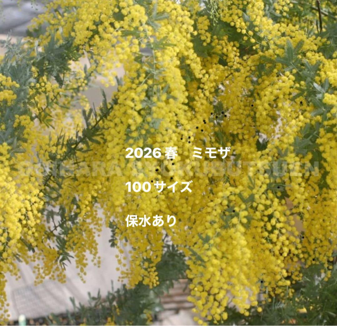 2026 フレッシュミモザ　100サイズ 保水あり