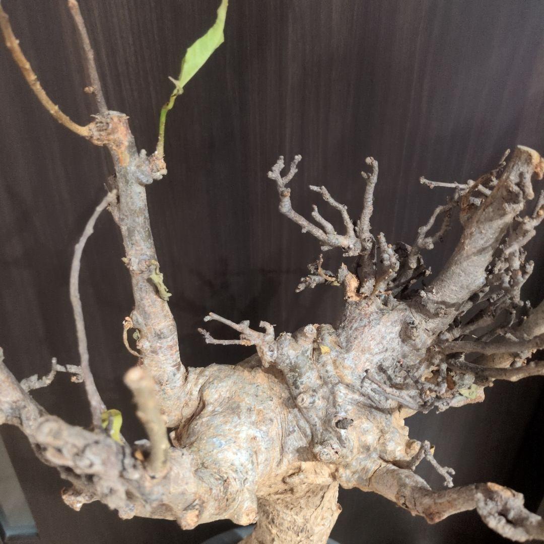 超特大 アダンソニア ディギタ バオバブ 塊根植物　パキプス　コーデックス