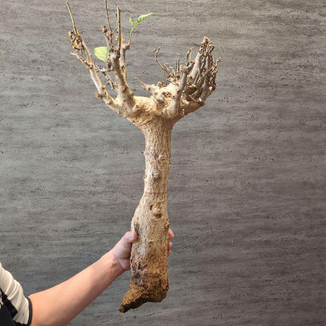 超特大 アダンソニア ディギタ バオバブ 塊根植物　パキプス　コーデックス