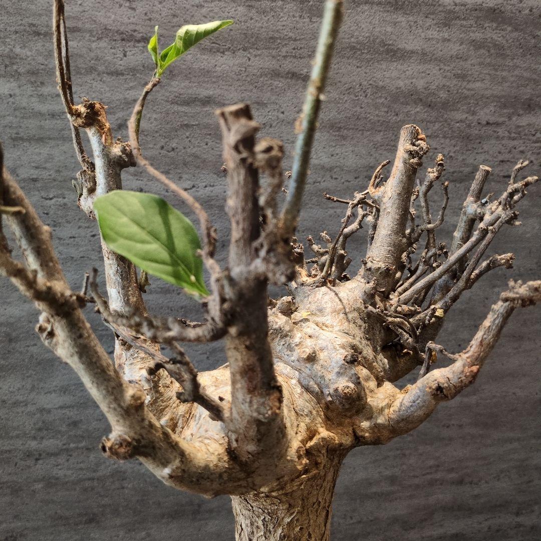 超特大 アダンソニア ディギタ バオバブ 塊根植物　パキプス　コーデックス