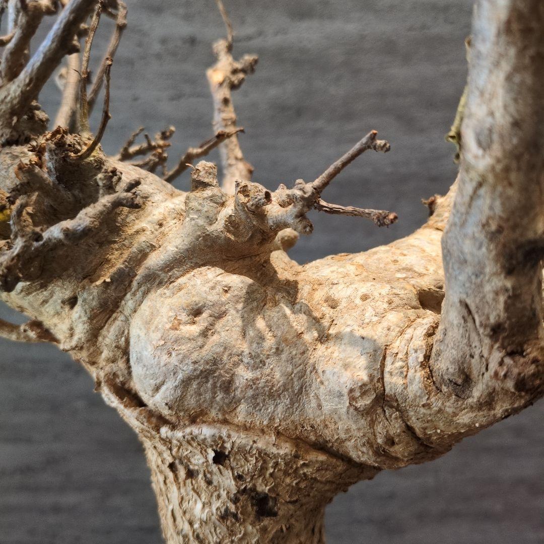 超特大 アダンソニア ディギタ バオバブ 塊根植物　パキプス　コーデックス