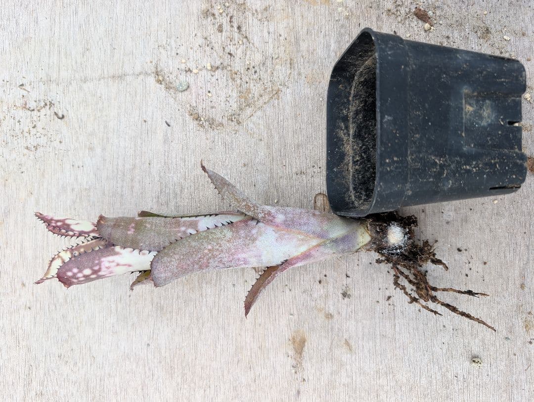 Billbergia ‘Fortuna‘ ブロメリア