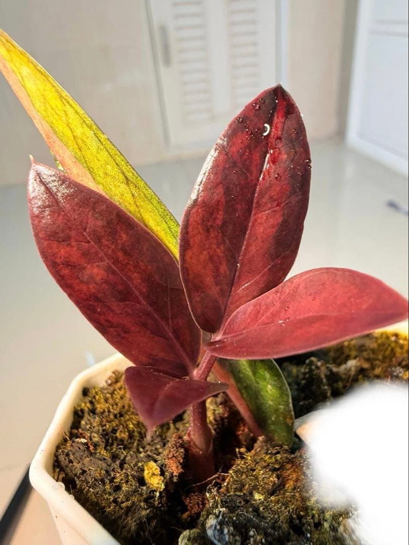 ZZ ブラックピンク