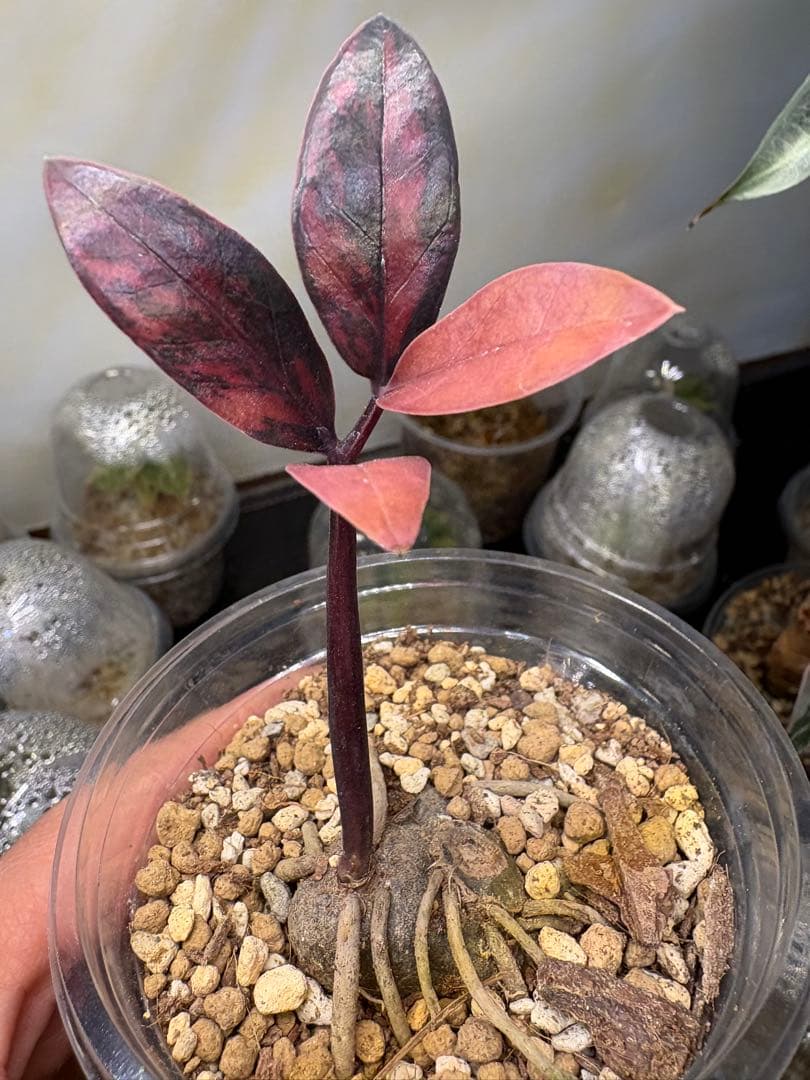 ZZ ブラックピンク