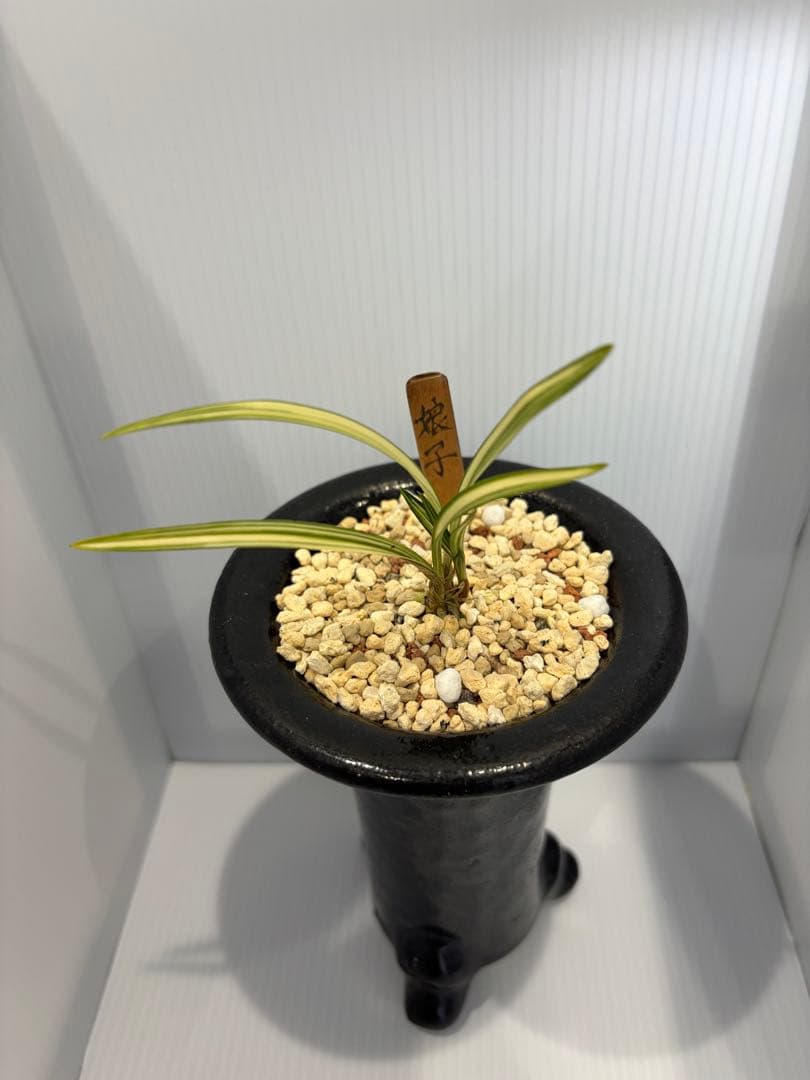 春蘭　韓国春蘭　娘子