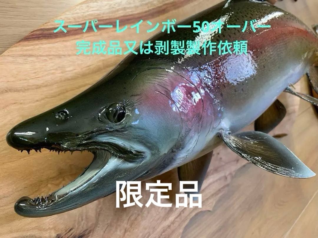 ワイルドスーパーレインボー50オーバー雄三口限定品剥製製作依頼又は、完成品