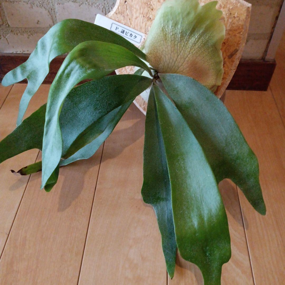 P. 謎ビカク 、ホワイトホーク、ウィリンキーセット　TcMa出品です!