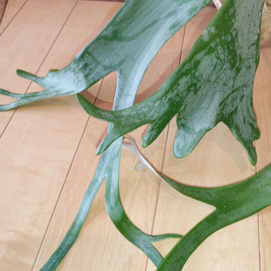 P. 謎ビカク 、ホワイトホーク、ウィリンキーセット　TcMa出品です!