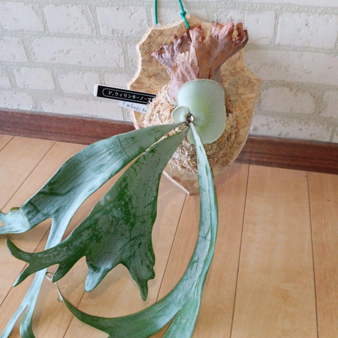 P. 謎ビカク 、ホワイトホーク、ウィリンキーセット　TcMa出品です!