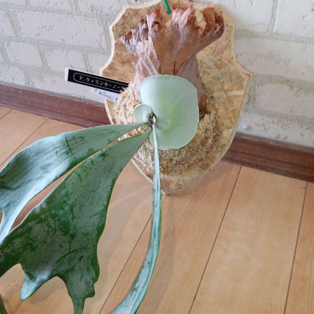 P. 謎ビカク 、ホワイトホーク、ウィリンキーセット　TcMa出品です!