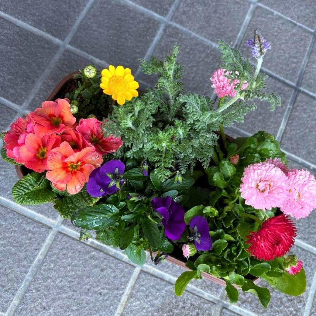 85.☆これから良く咲き☆長く楽しむ☆春の寄せ植え☆