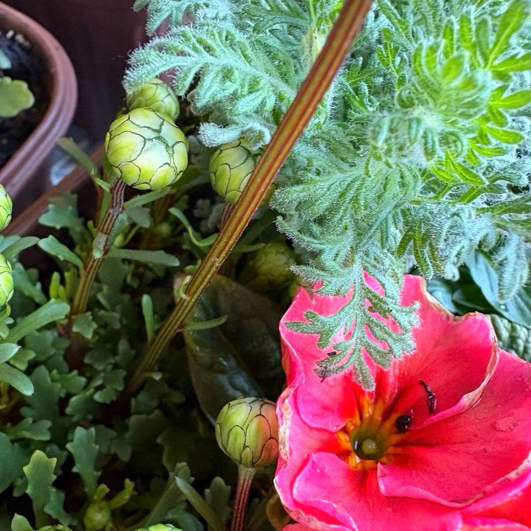 85.☆これから良く咲き☆長く楽しむ☆春の寄せ植え☆