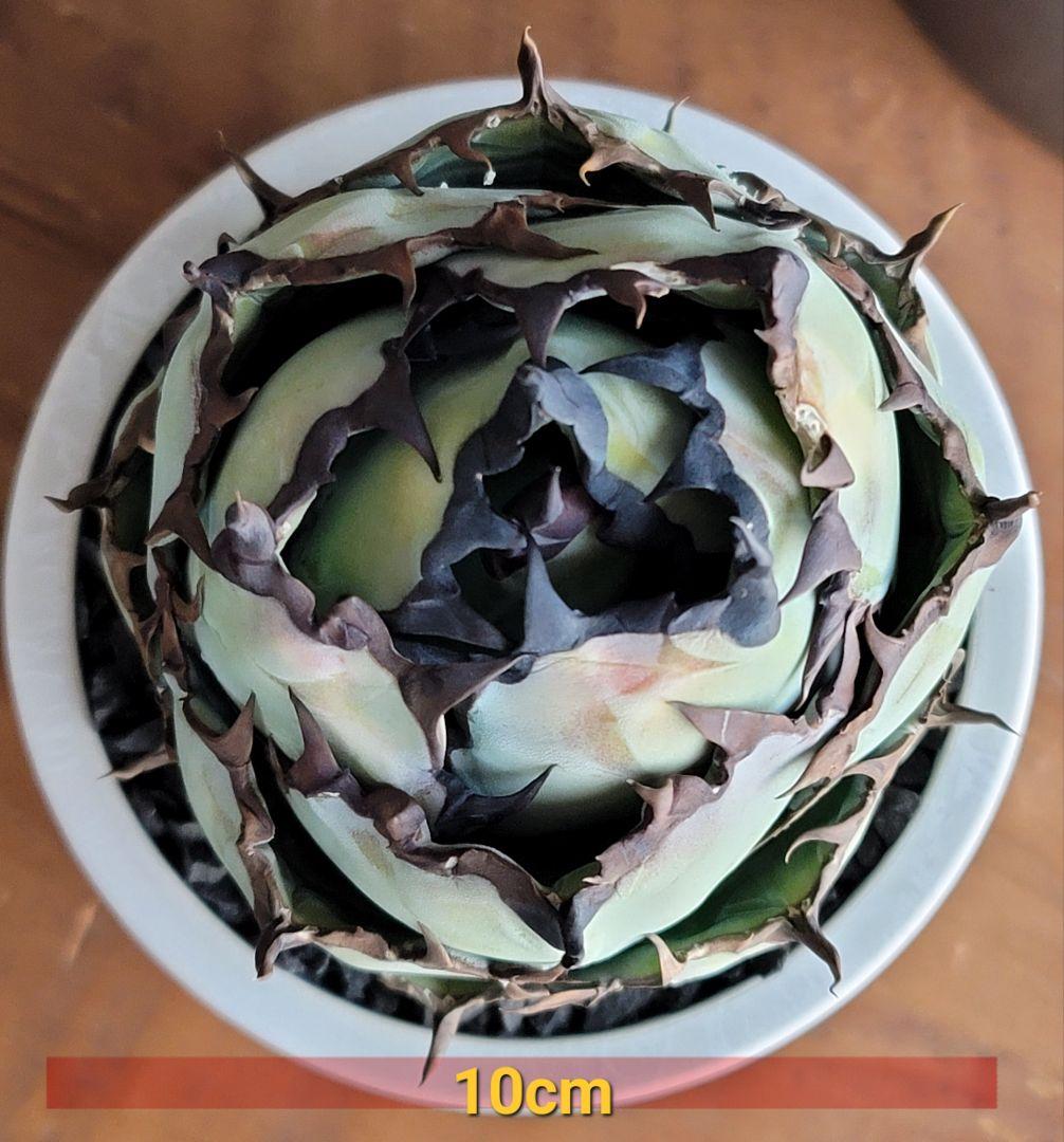 ブラック&ブルー　BB 　標本株