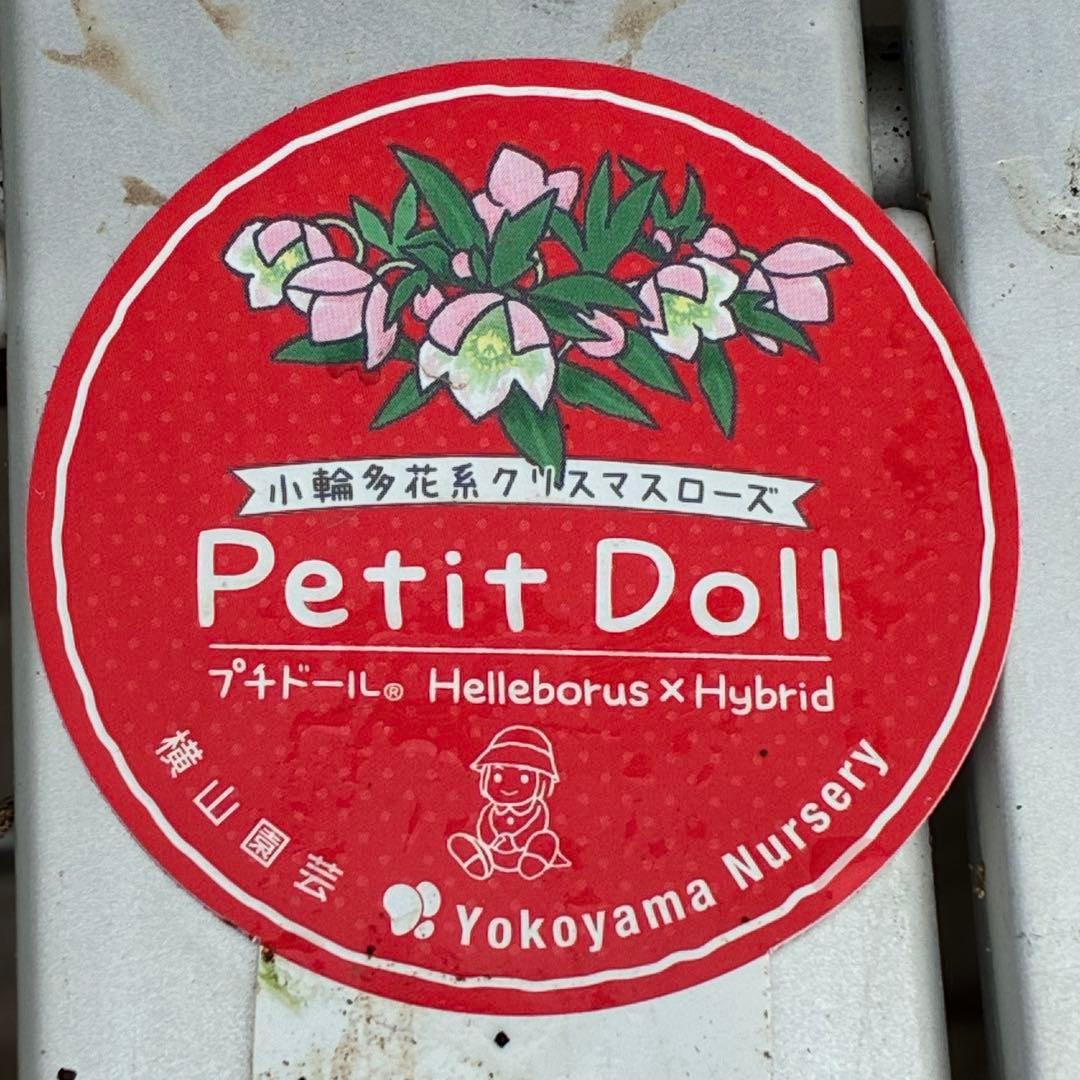 ぴ*ん様 3441☘️花、タグ付☘️プチドール⭐️超小輪⭐️超コンパクト⭐️繊細