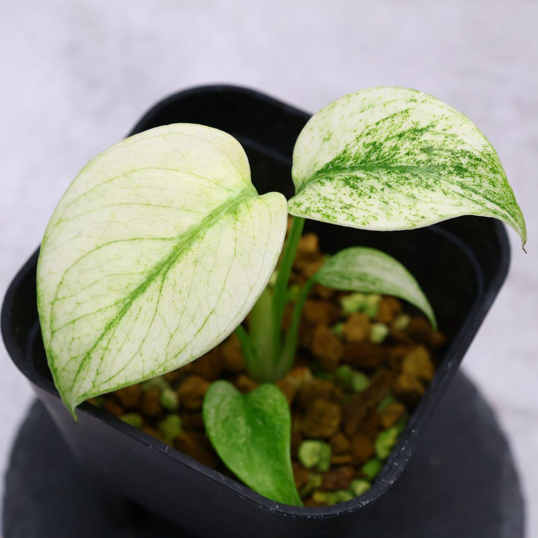 モンステラ ボルシギアナ フルミント