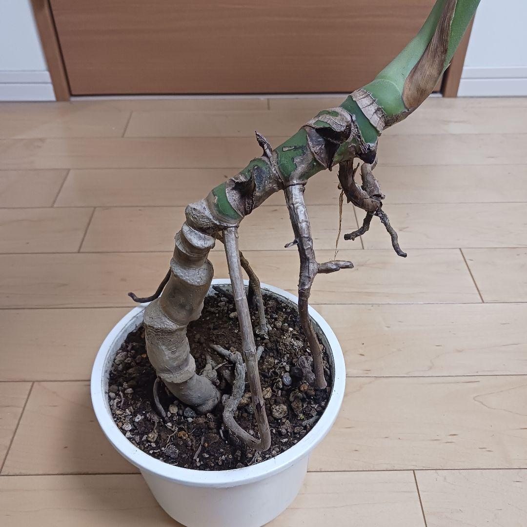 4 モンステラ　6号　幹立ち　幹上がり　観葉植物