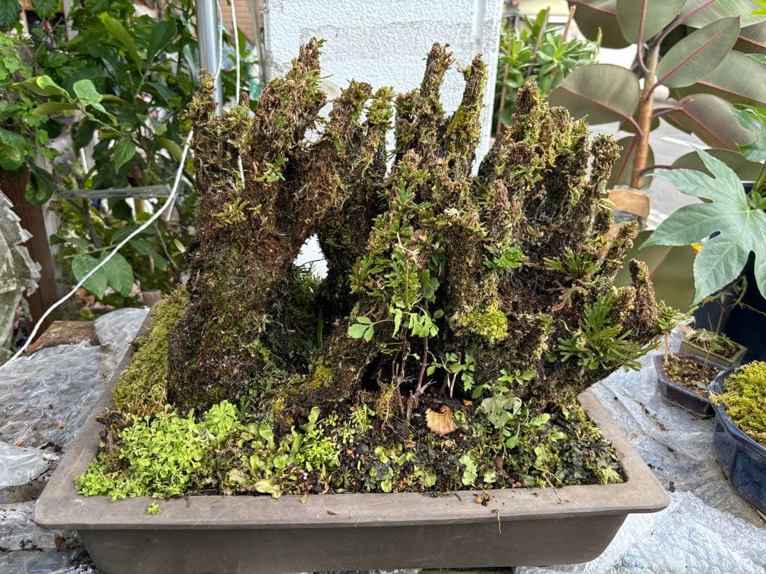 NO 1 イワヒバ(岩松） 30年物 見事な大きさです 激安投売り大特価