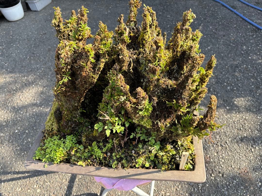 NO 1 イワヒバ(岩松） 30年物 見事な大きさです 激安投売り大特価