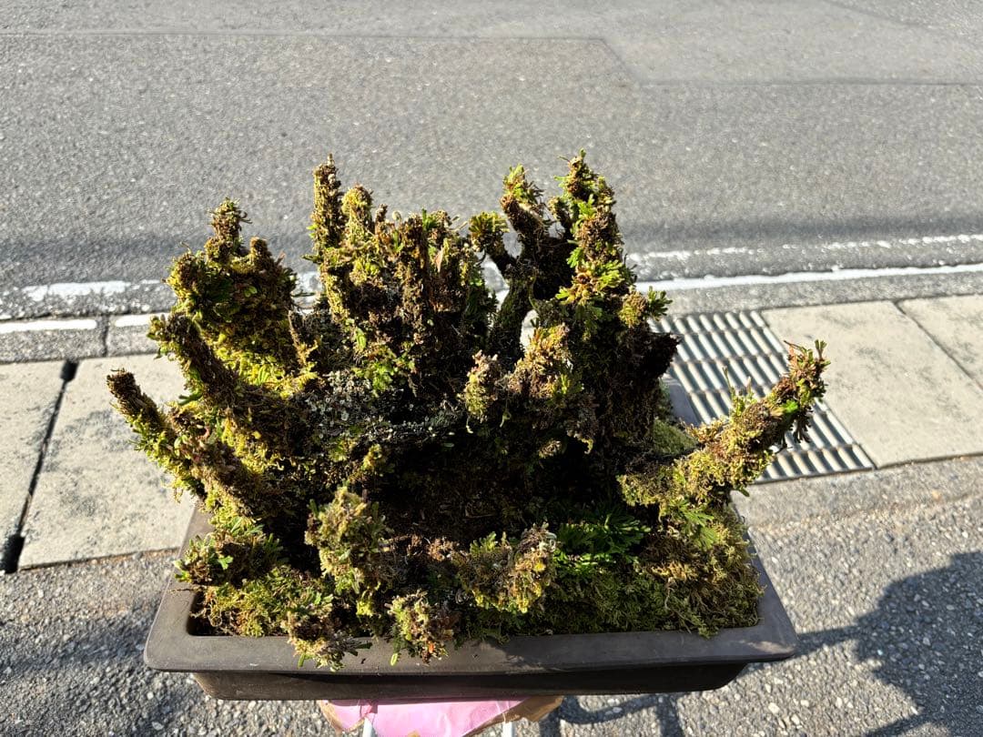 NO 1 イワヒバ(岩松） 30年物 見事な大きさです 激安投売り大特価