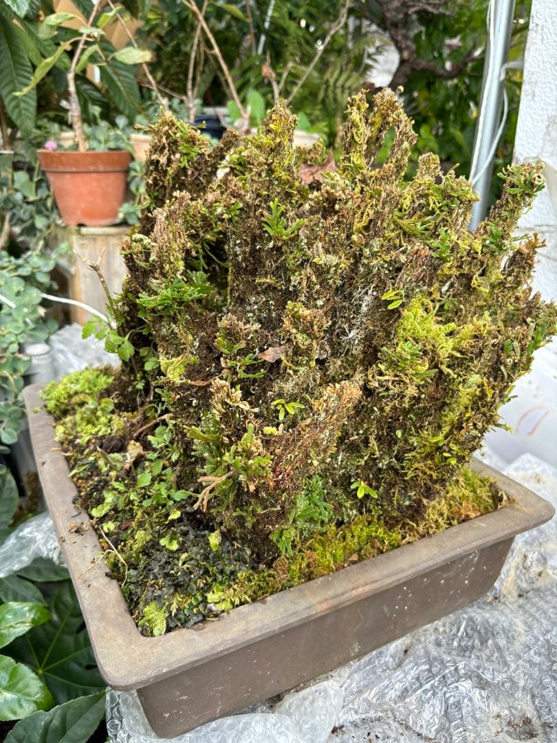 NO 1 イワヒバ(岩松） 30年物 見事な大きさです 激安投売り大特価