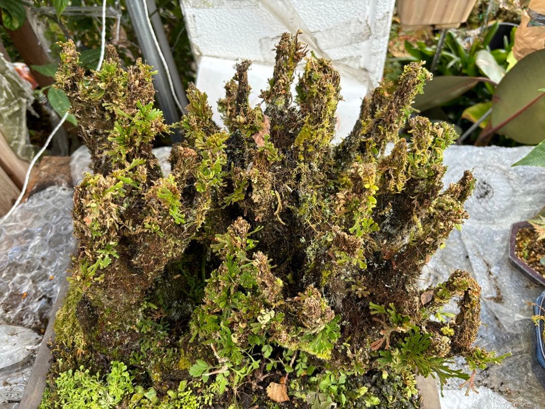 NO 1 イワヒバ(岩松） 30年物 見事な大きさです 激安投売り大特価