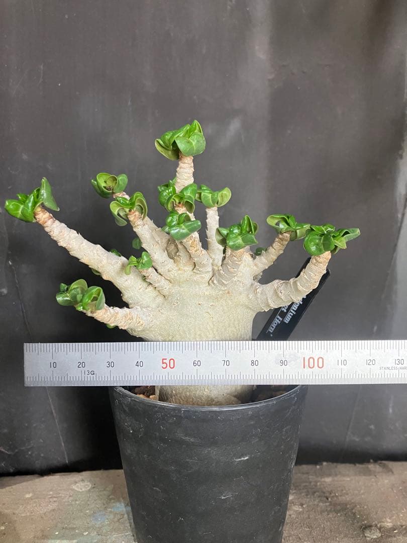 レア種❗️アデニウム 獅子葉 ドーセットホーン コーデックス アラビカム　塊根植物